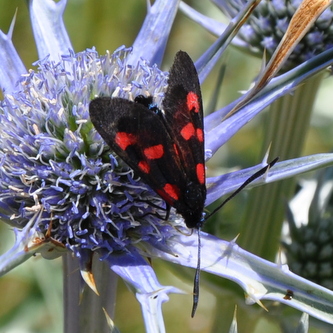 6%20plettet%20%283%29